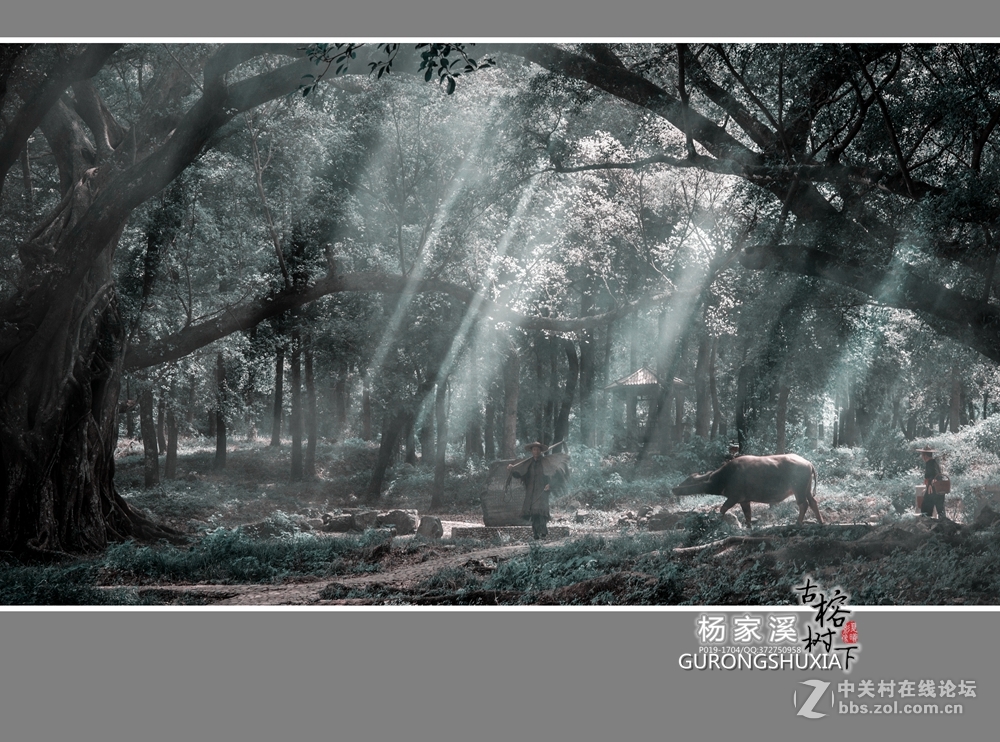 【杨家溪古榕树下】