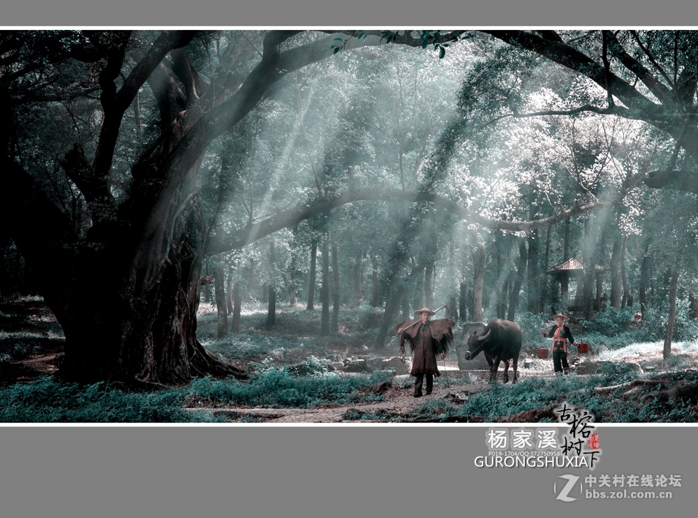 【杨家溪古榕树下】