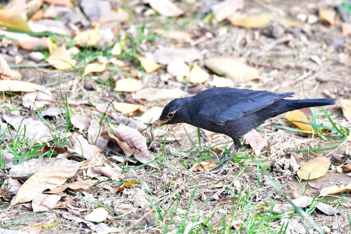 南郊宾馆——乌鸫