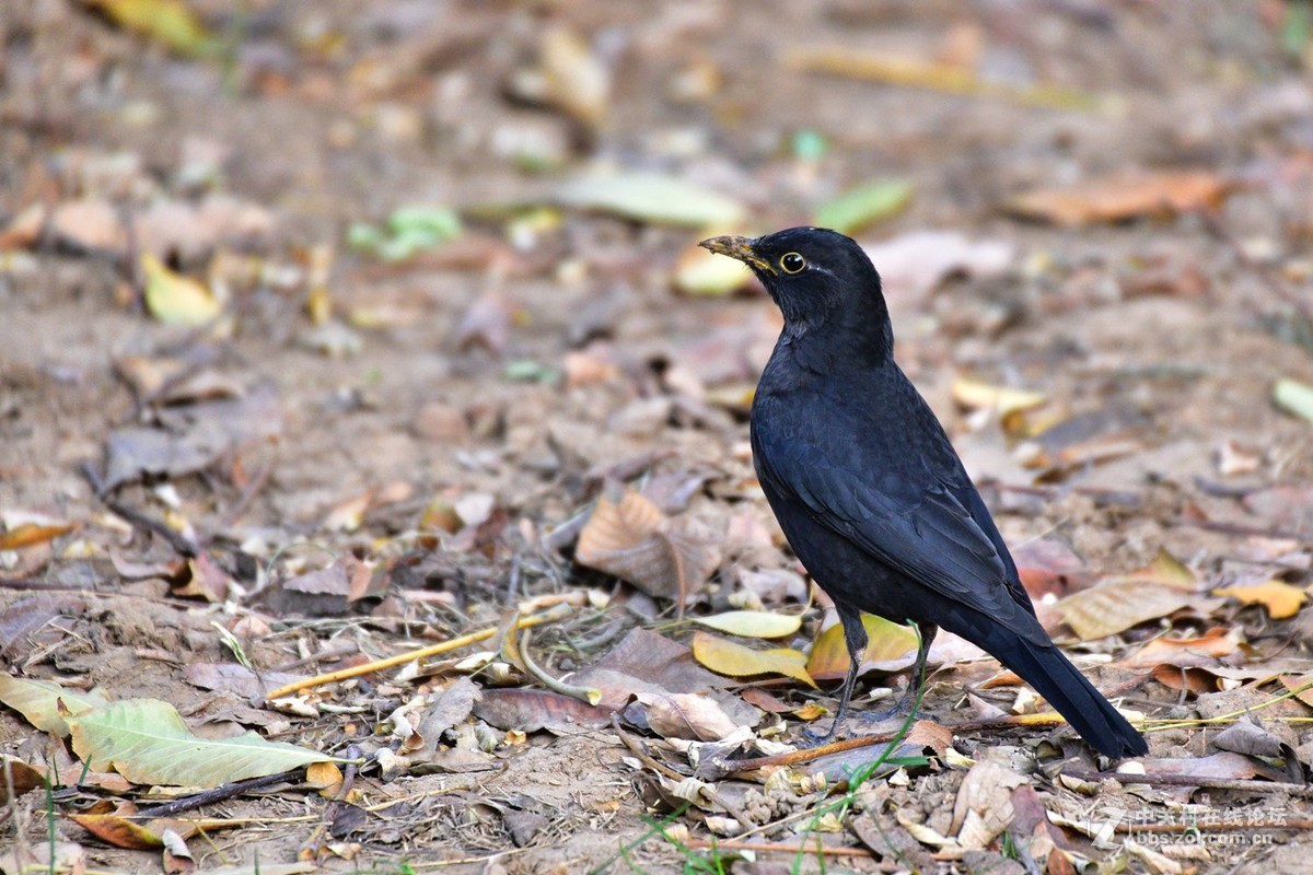 南郊宾馆——乌鸫
