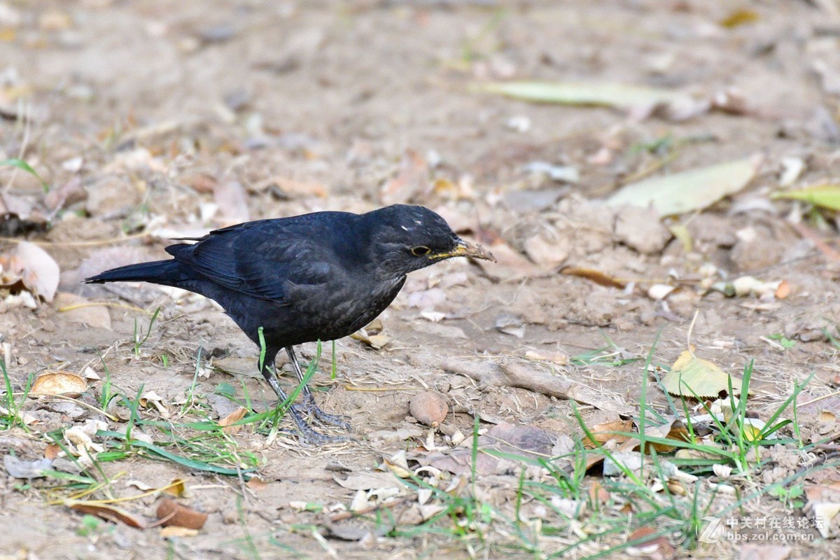 南郊宾馆——乌鸫