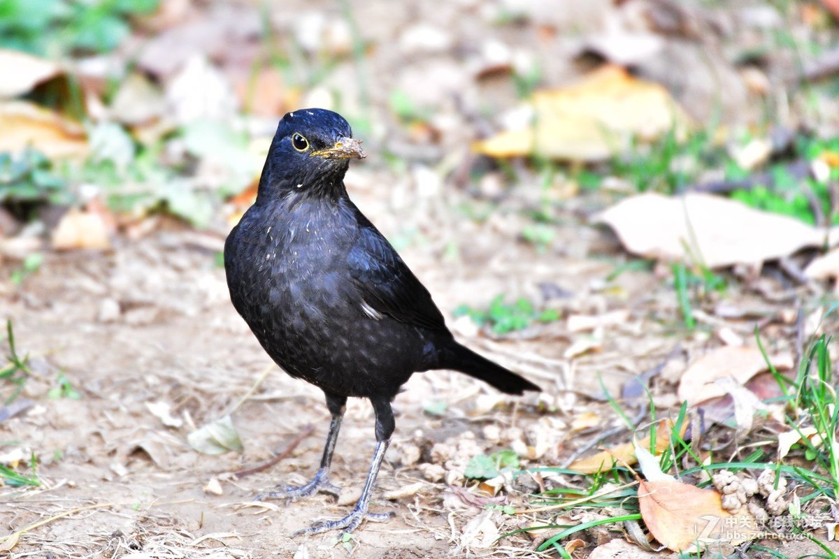南郊宾馆——乌鸫