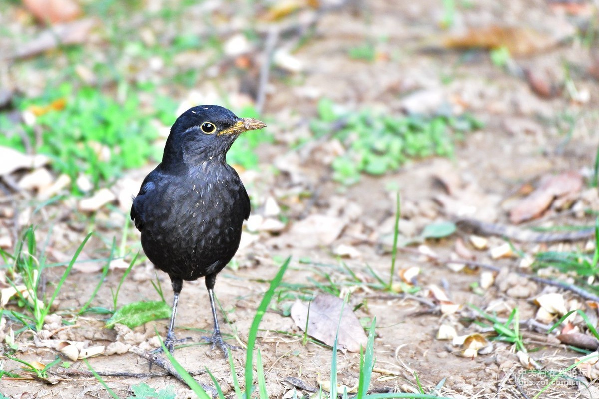 南郊宾馆——乌鸫