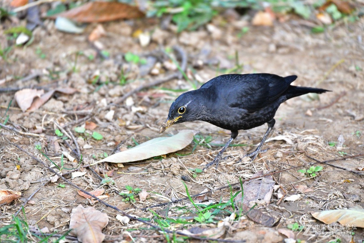 南郊宾馆——乌鸫
