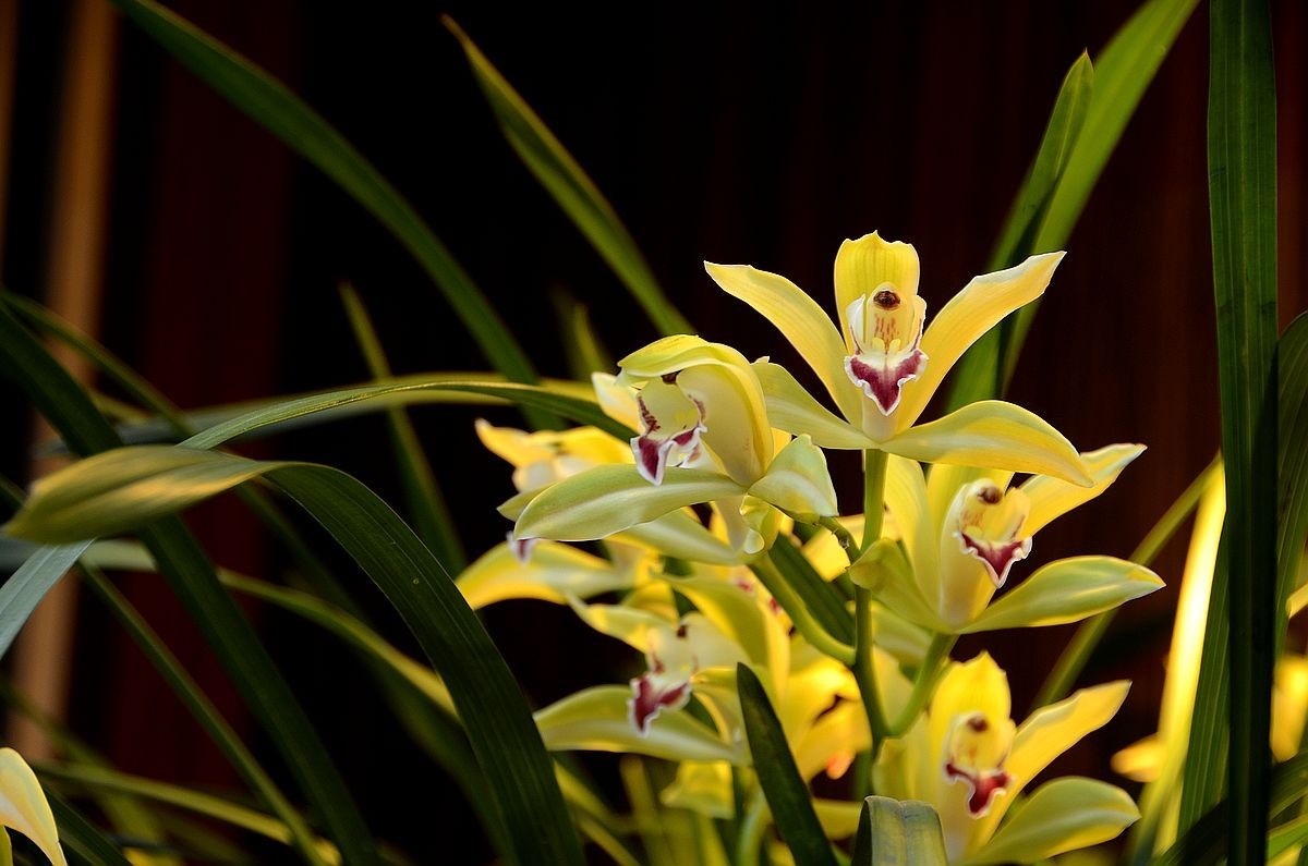 植物园兰花展 ------- 蕙   兰