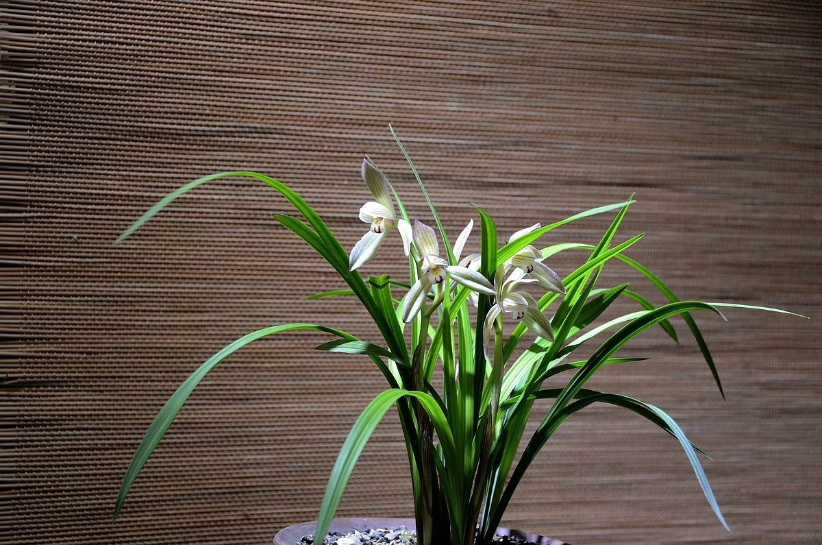 植物园兰花展 ------- 蕙   兰