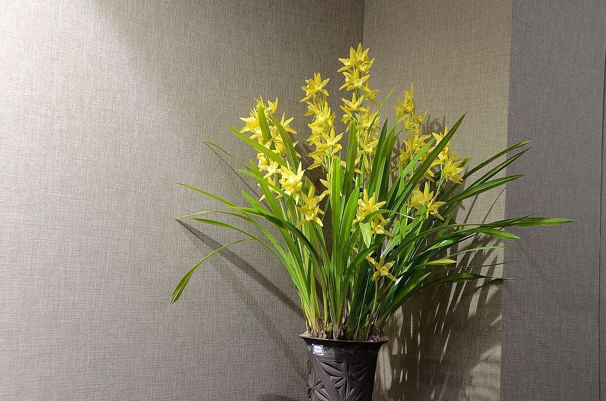 植物园兰花展 ------- 蕙   兰