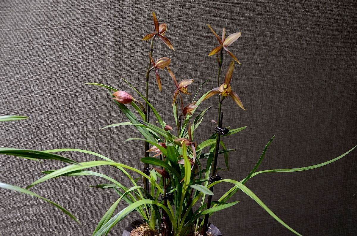 植物园兰花展 ------- 蕙   兰