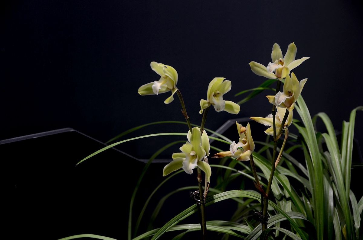 植物园兰花展 ------- 蕙   兰