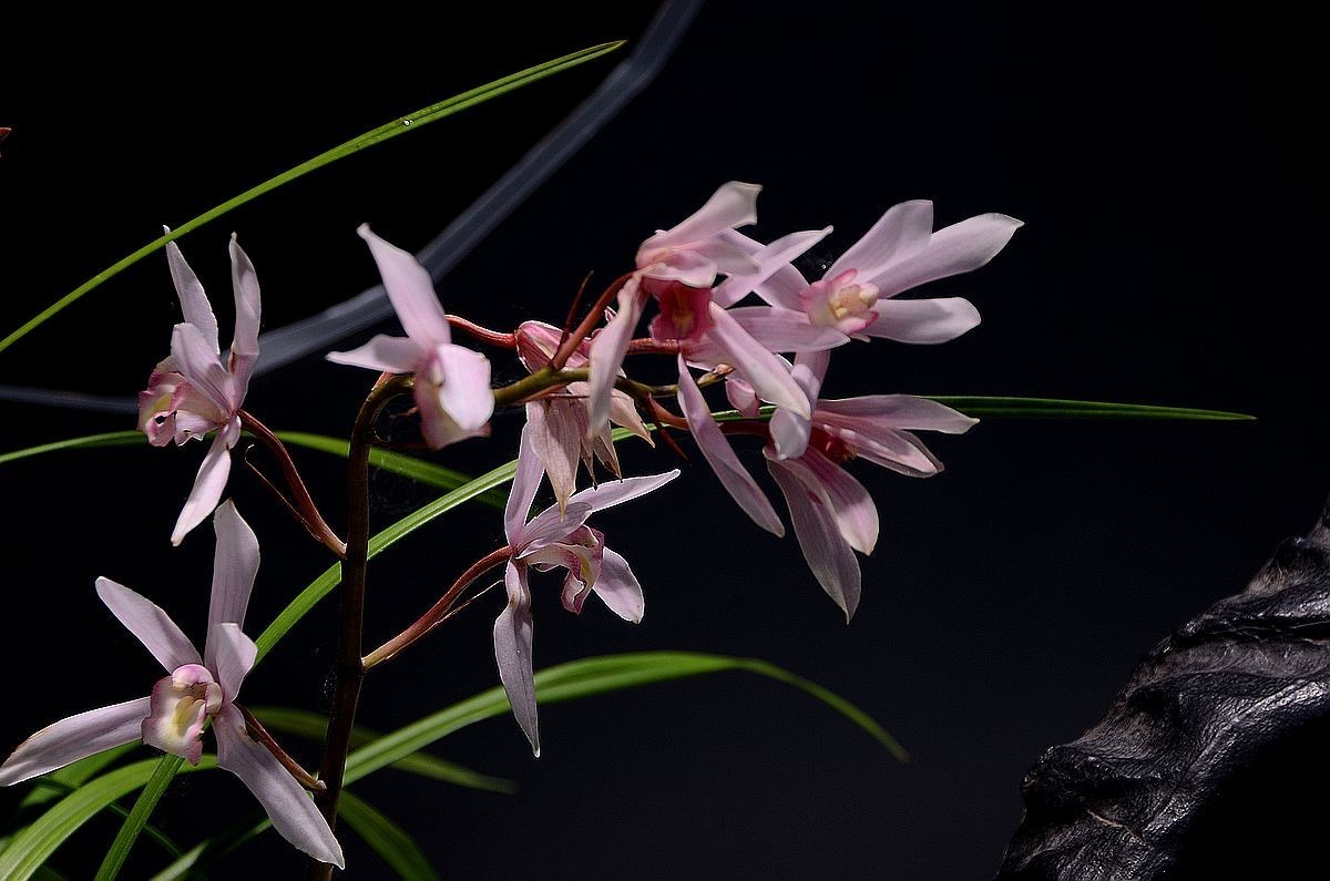 植物园兰花展 ------- 蕙   兰