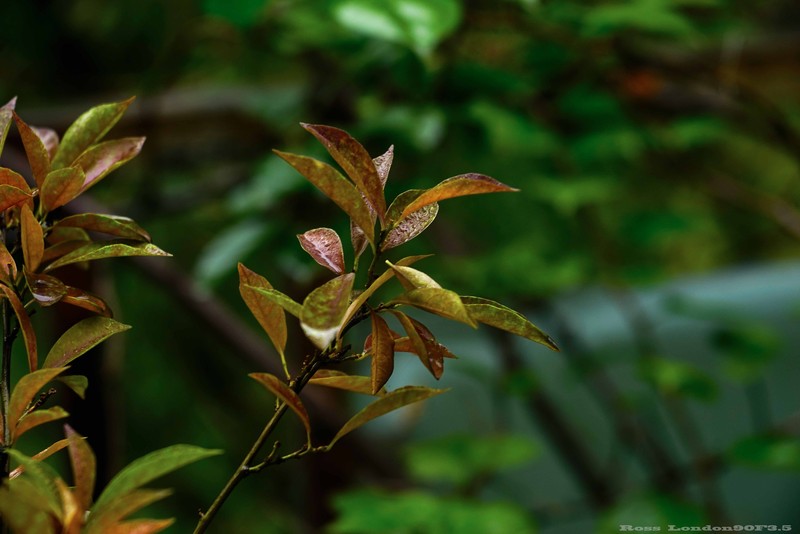 Sｏｎｙ　Ａ７Ｒ＋Ｒｏｓｓ　ｌｏｎｄｏｎ９０F3.5