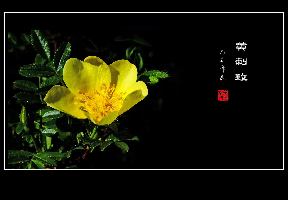 金灿灿的黄刺玫