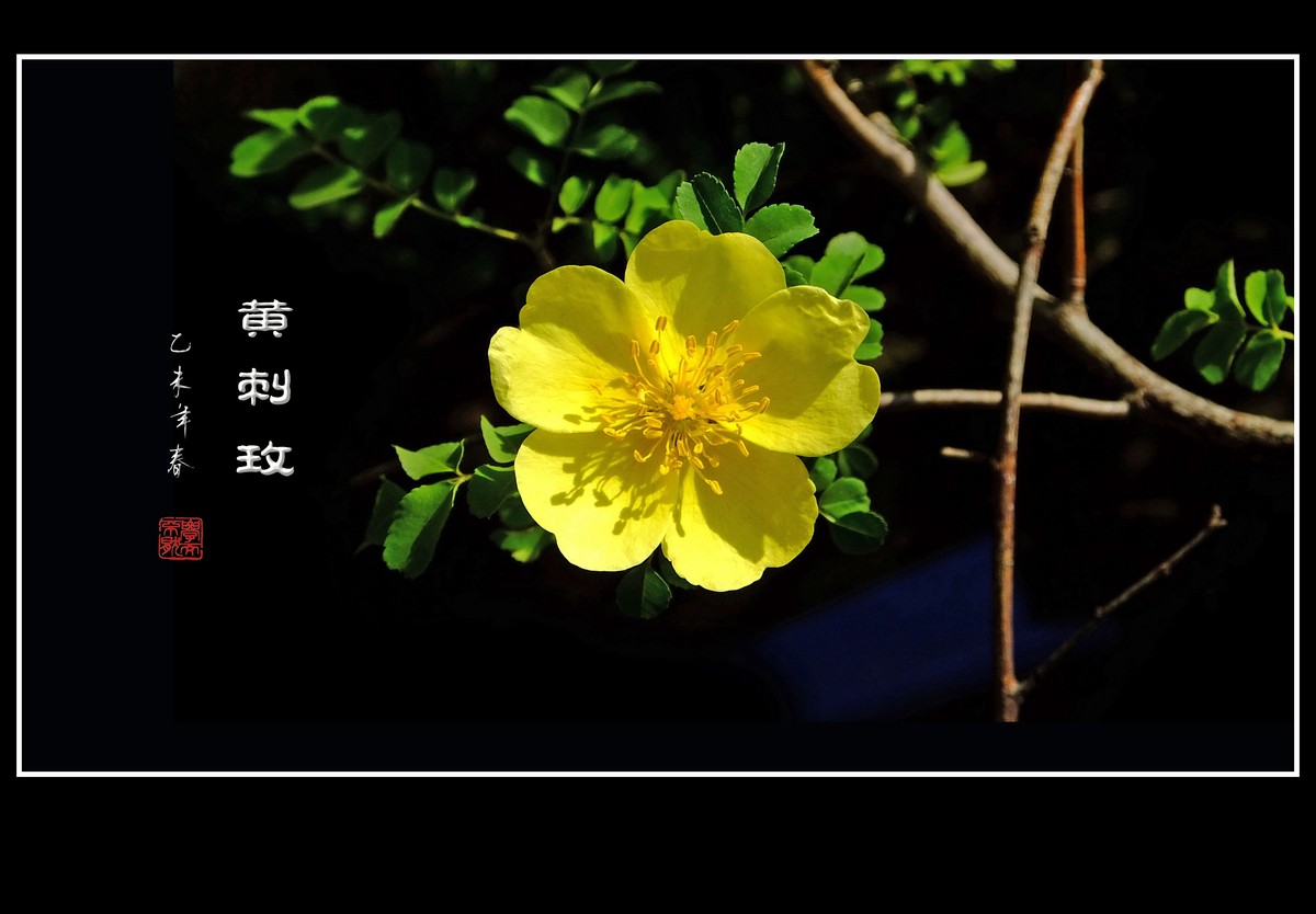 金灿灿的黄刺玫