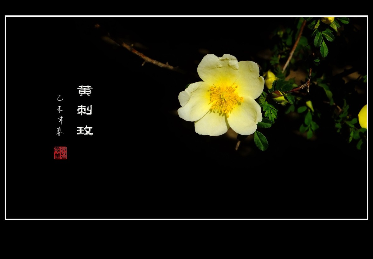 金灿灿的黄刺玫