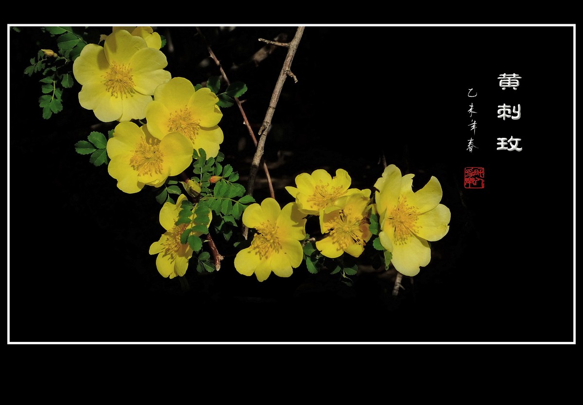 金灿灿的黄刺玫