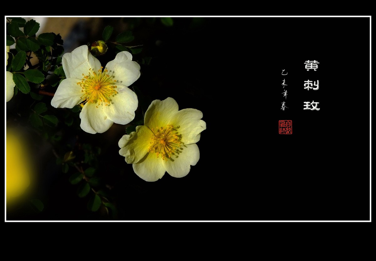 金灿灿的黄刺玫