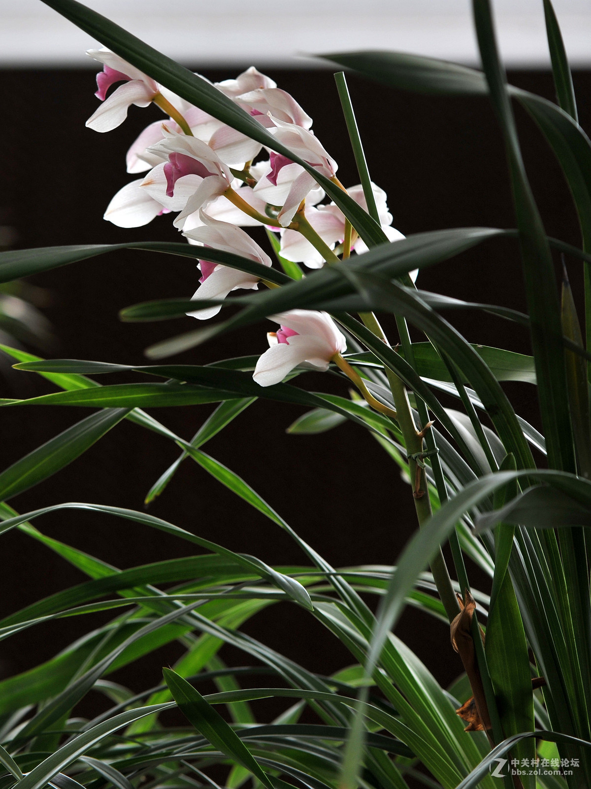 初夏的兰花1