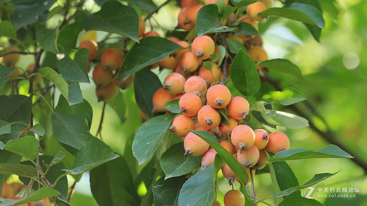 小小海棠果