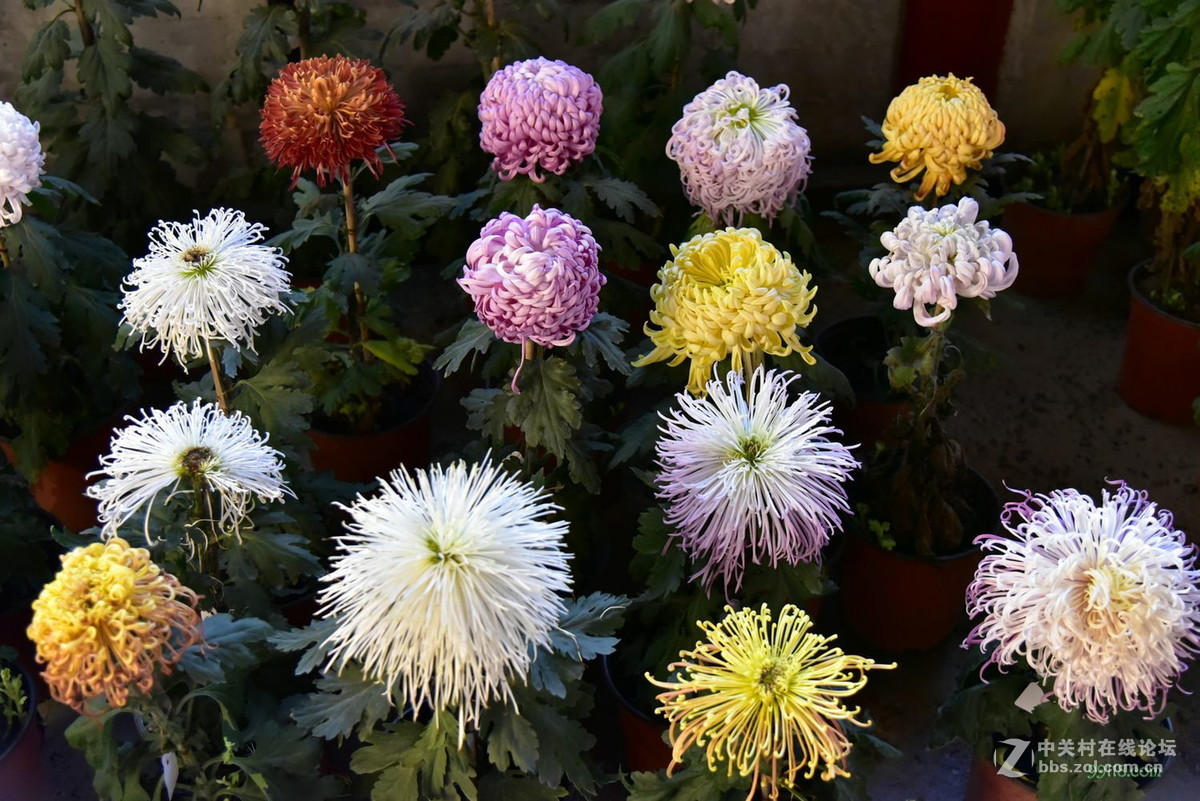 品种繁多看得头晕目眩