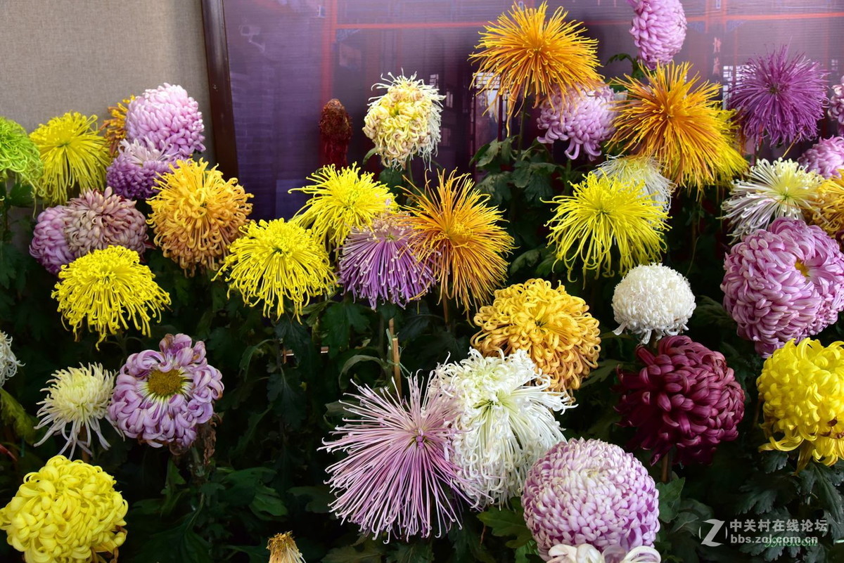 品种繁多看得头晕目眩