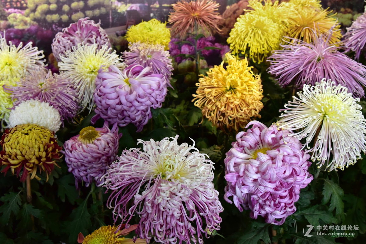 品种繁多看得头晕目眩