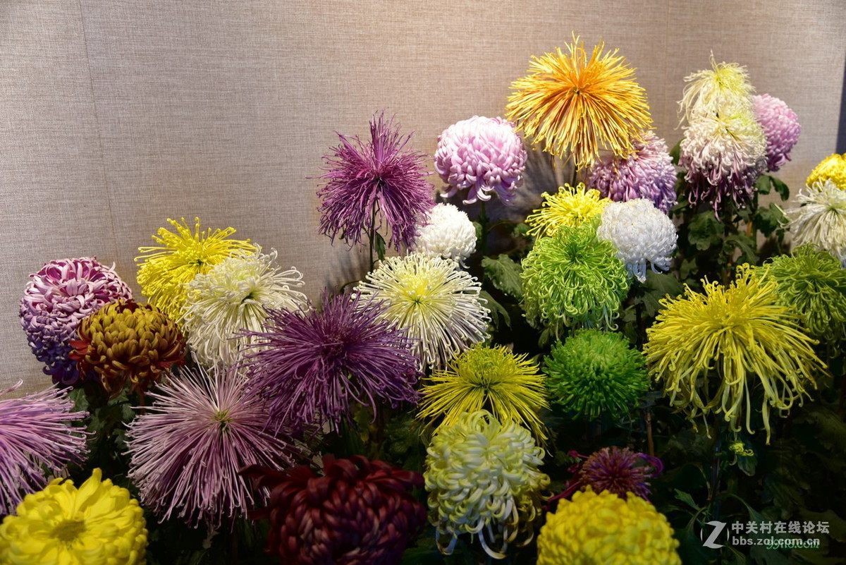 品种繁多看得头晕目眩