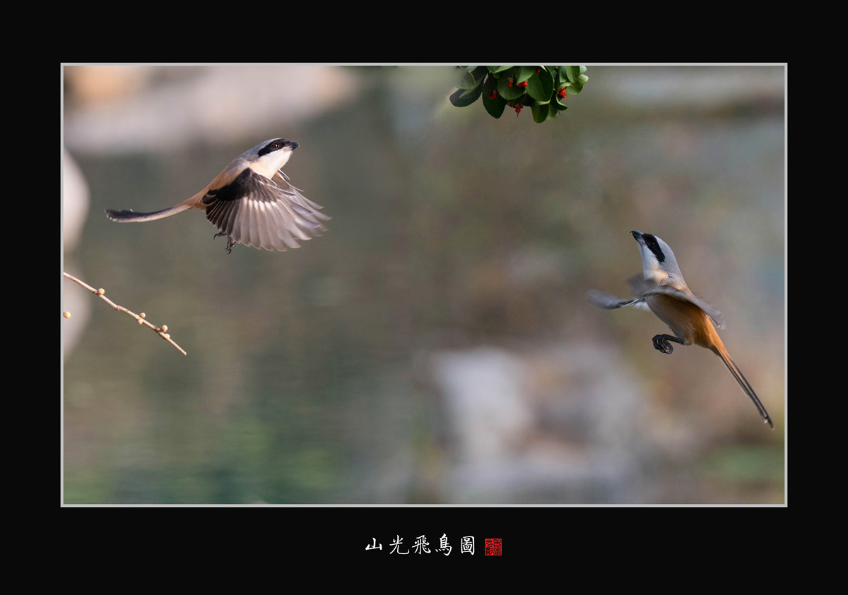 老张光影山光飞鸟图