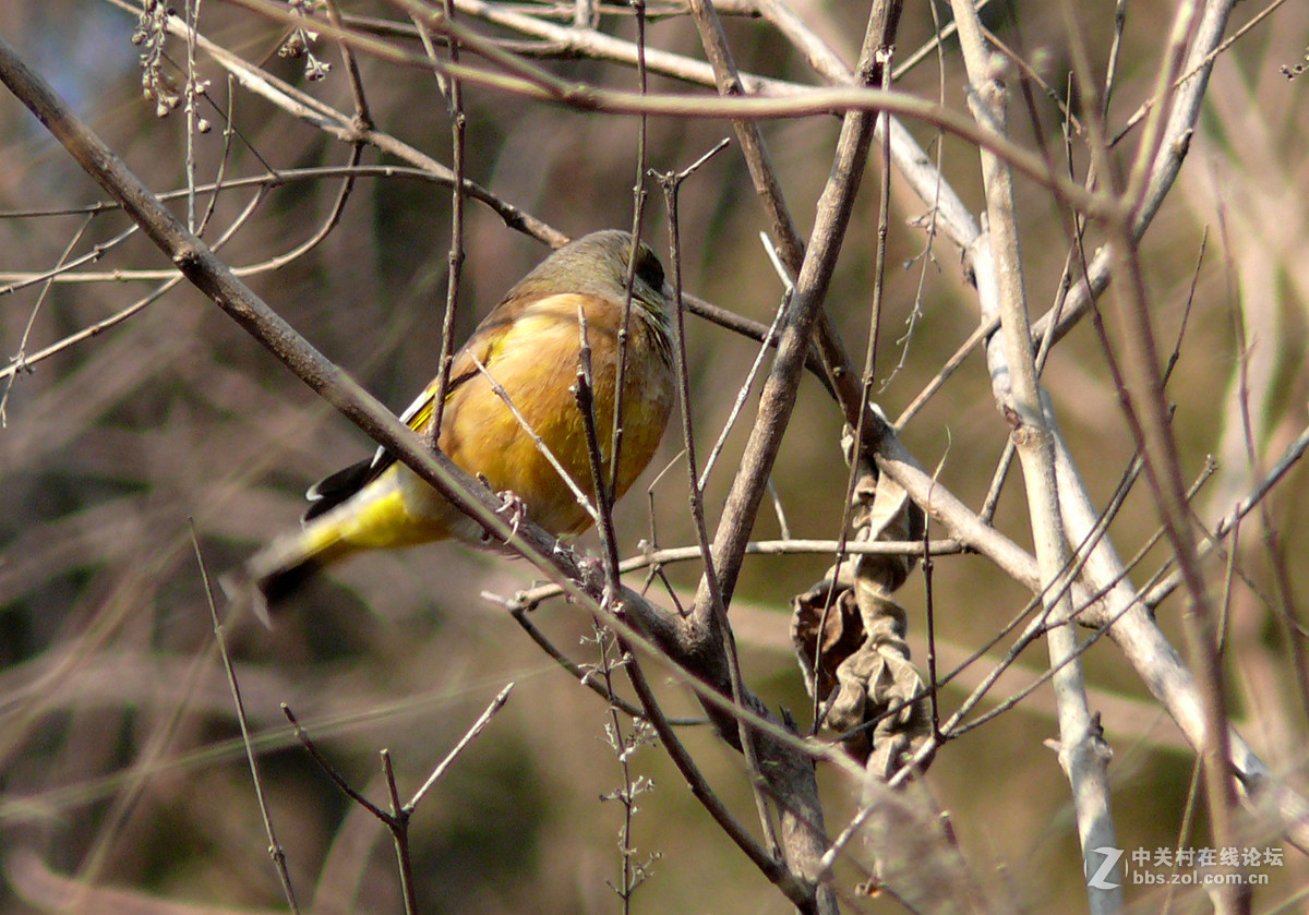 抓拍一只金翅鸟