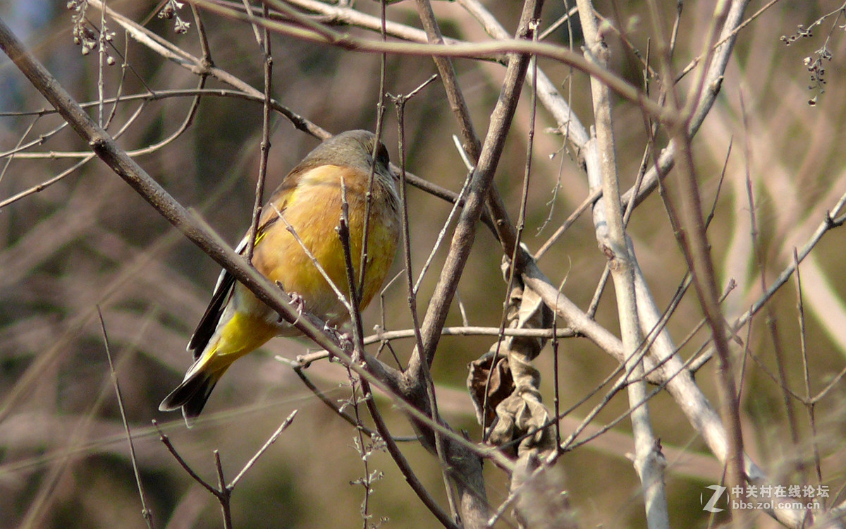 抓拍一只金翅鸟