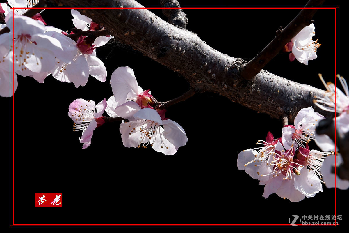 一组“杏花”拍