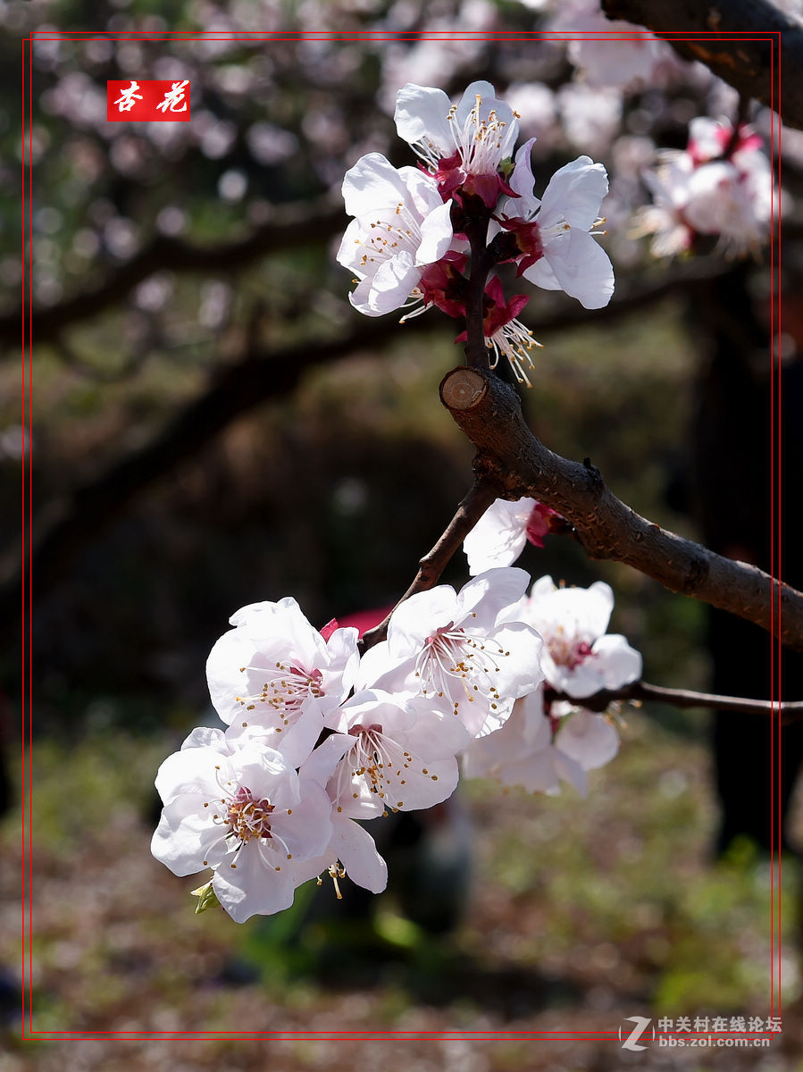 一组“杏花”拍