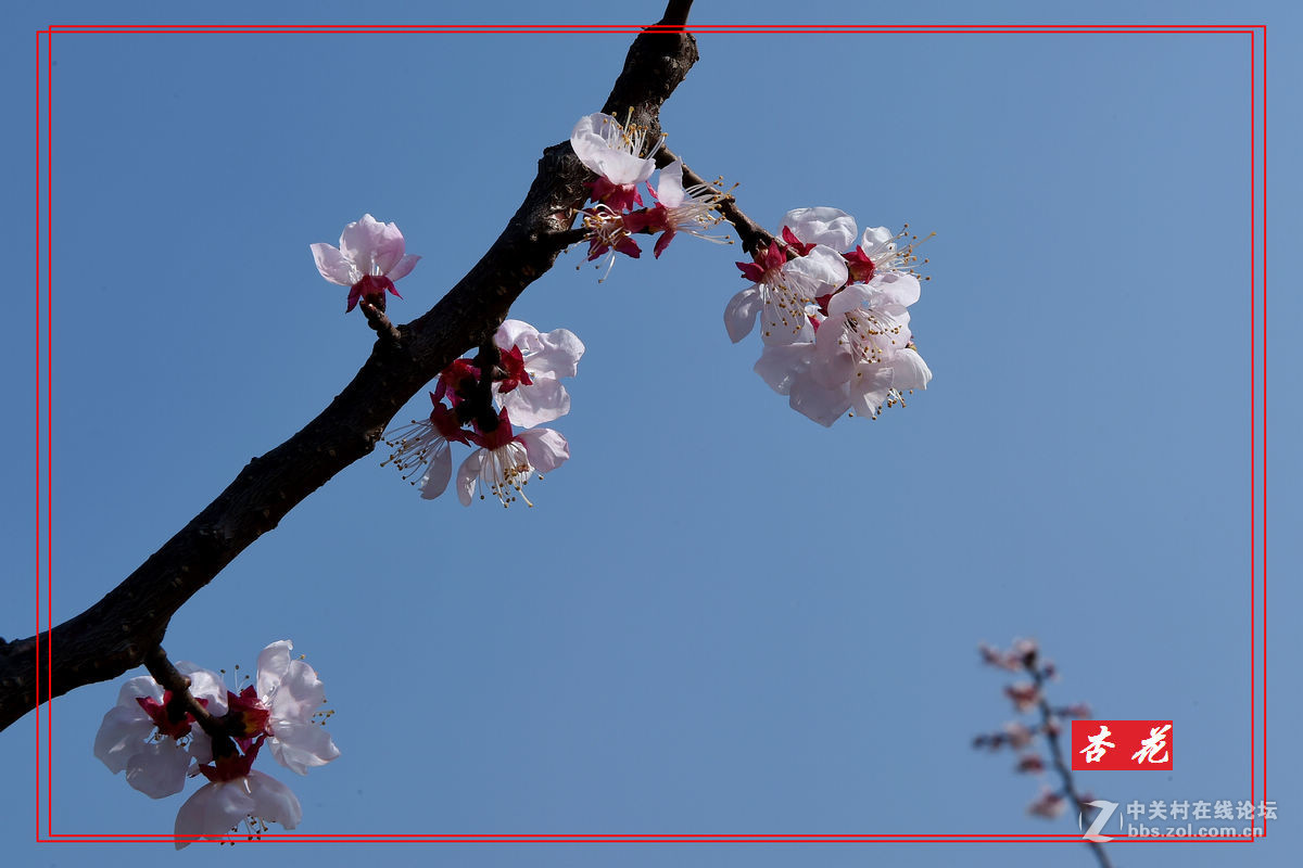 一组“杏花”拍