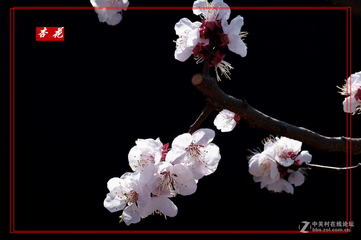 一组“杏花”拍