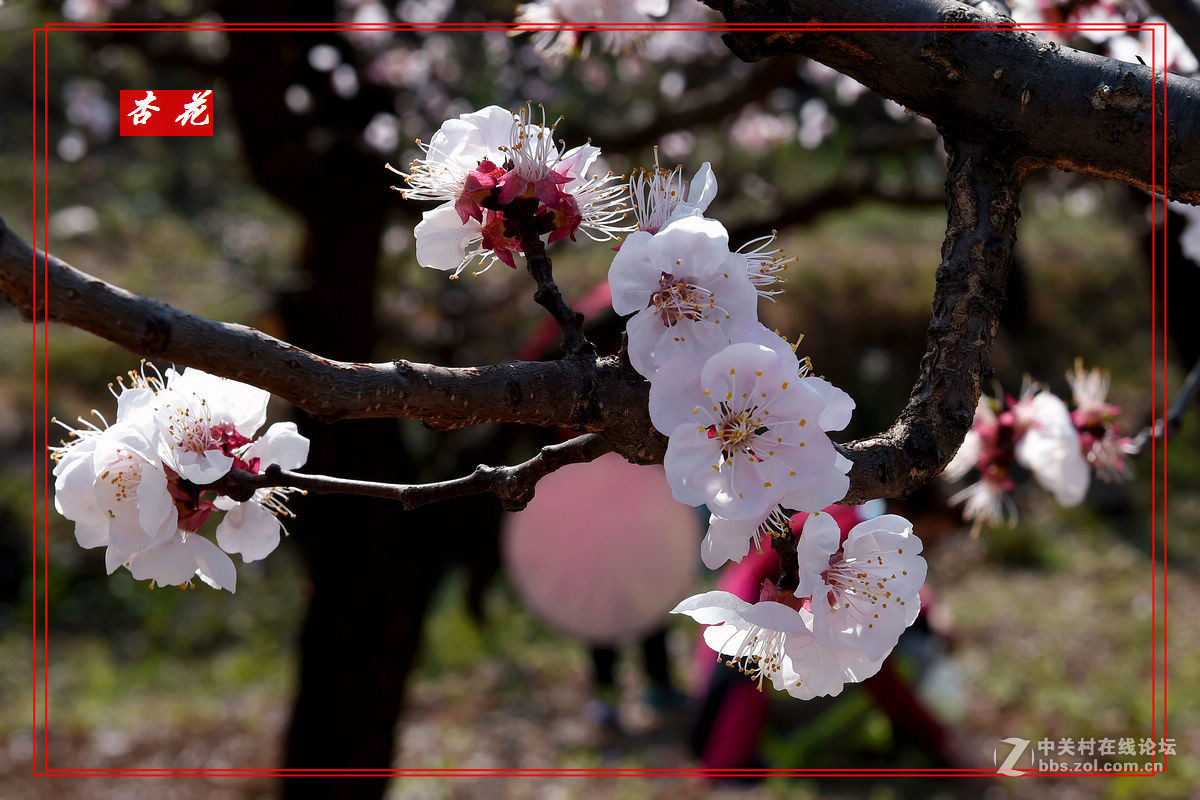 一组“杏花”拍