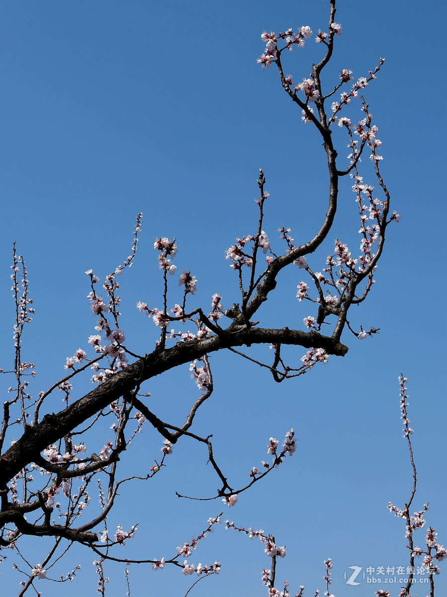 一组“杏花”拍