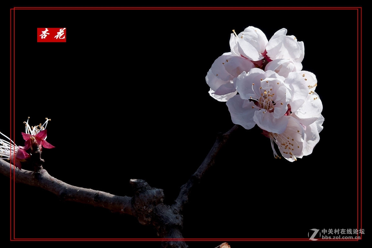 一组“杏花”拍