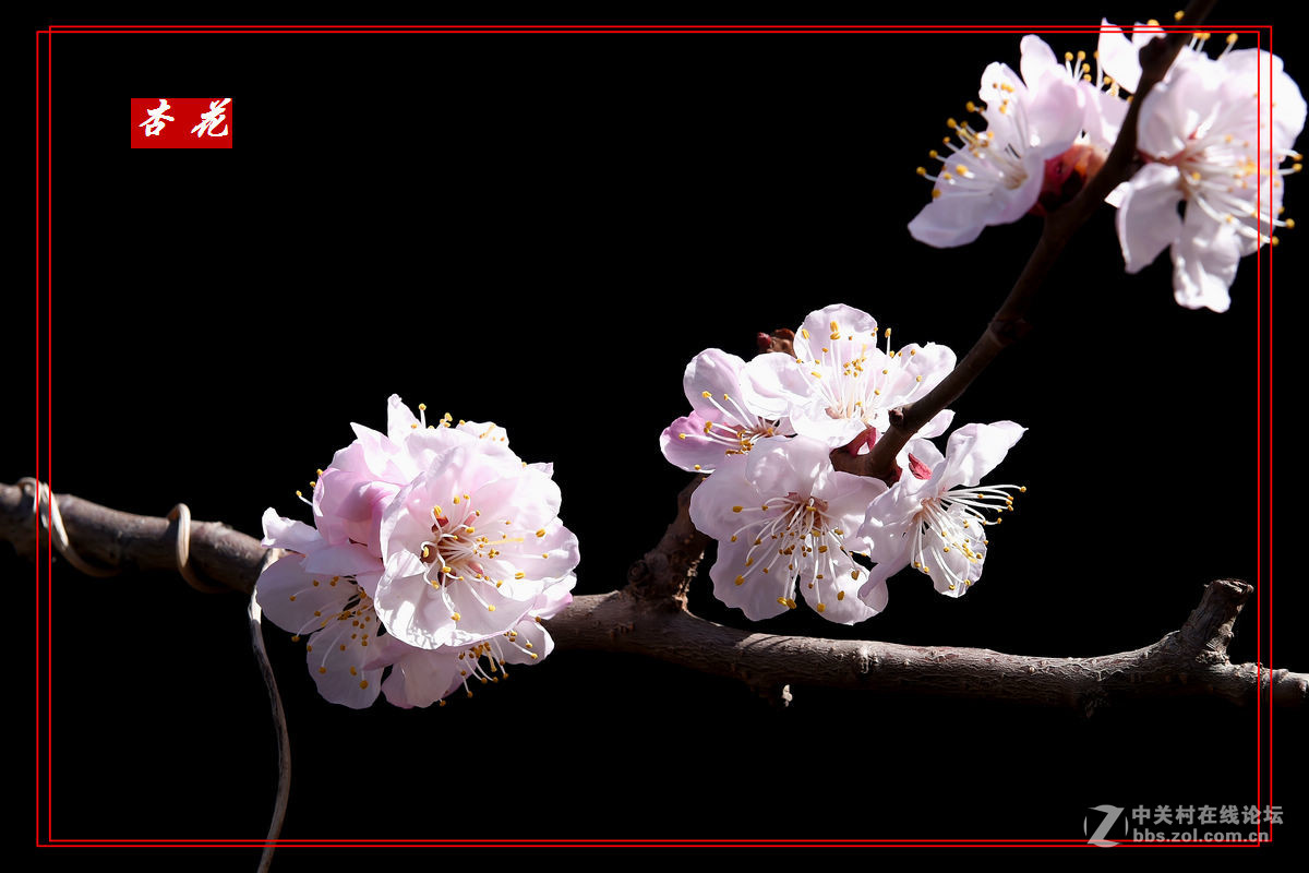 一组“杏花”拍