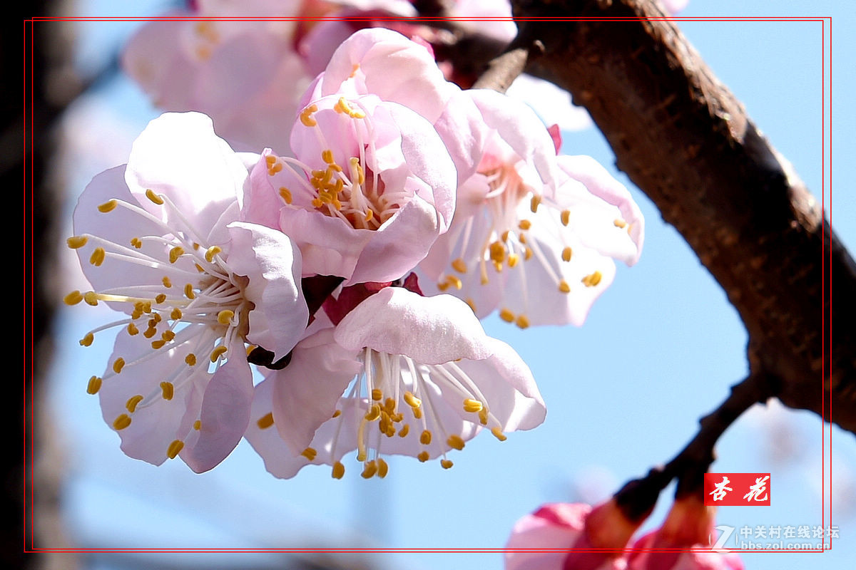 一组“杏花”拍