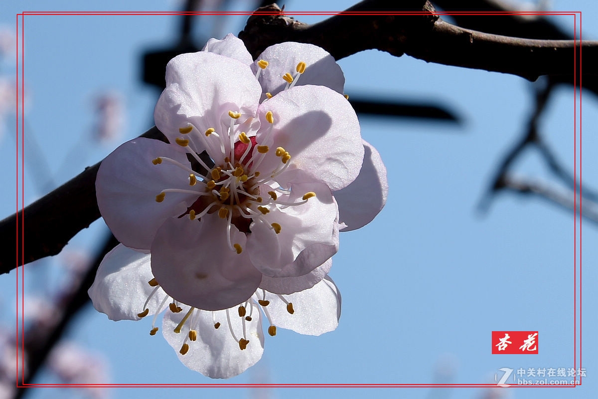 一组“杏花”拍