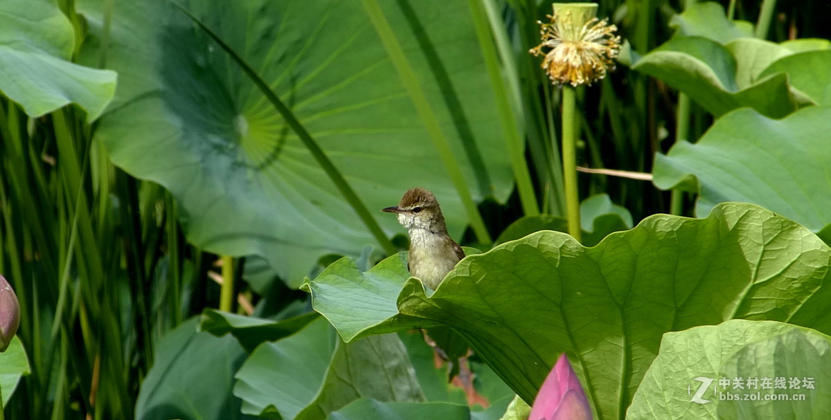 水边学拍（小鸟），请多多指教。