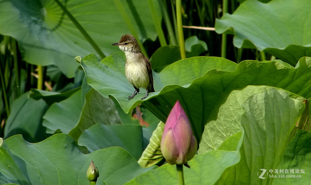 水边学拍（小鸟），请多多指教。