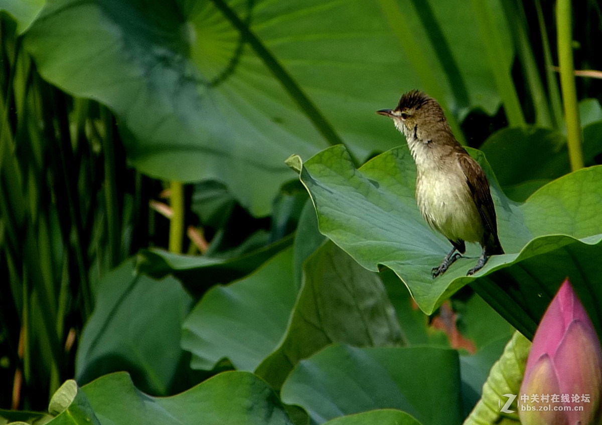 水边学拍（小鸟），请多多指教。