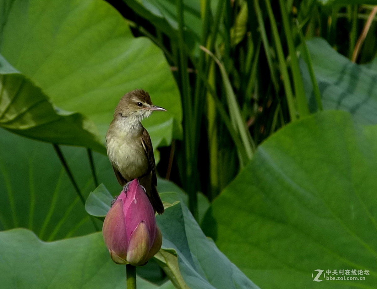 水边学拍（小鸟），请多多指教。