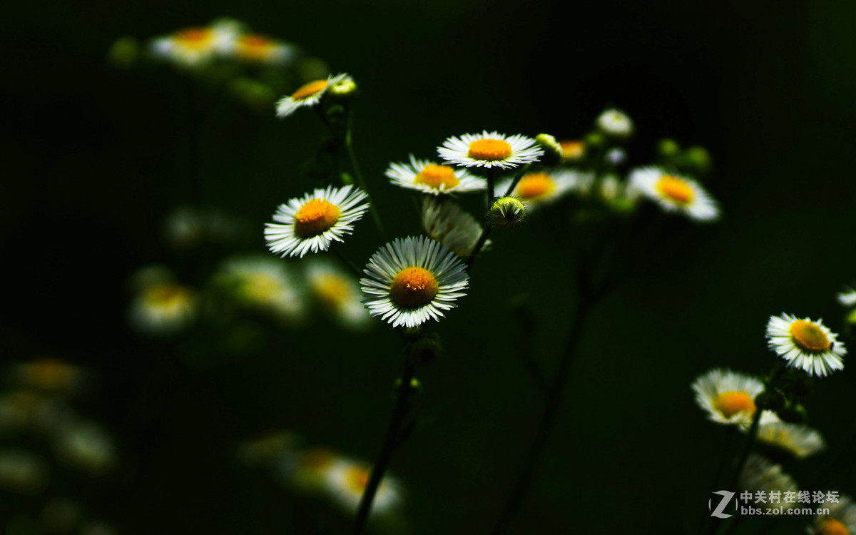雏菊