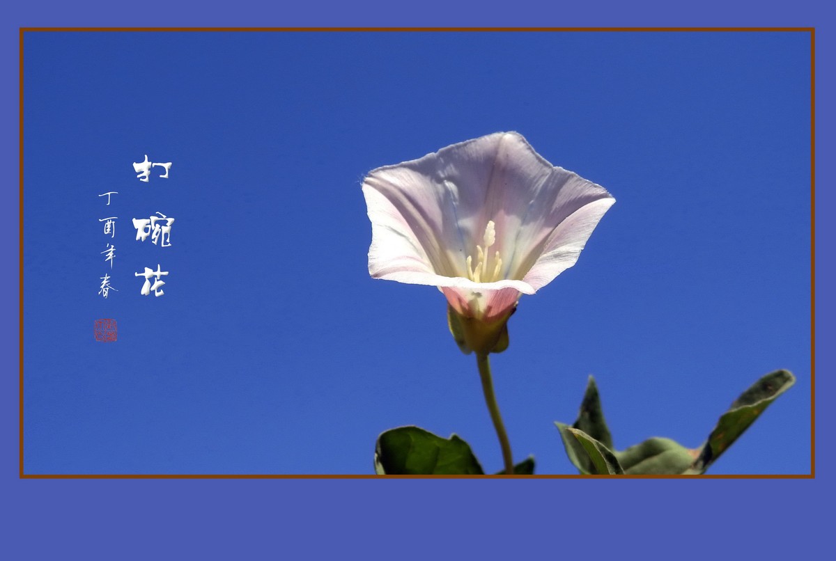 小小的喇叭花打碗花