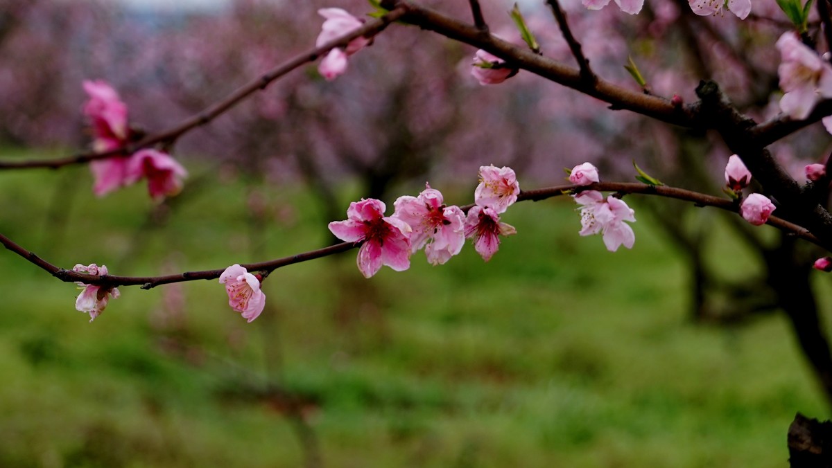 春暖花开