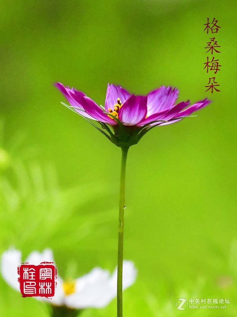 格桑梅朵