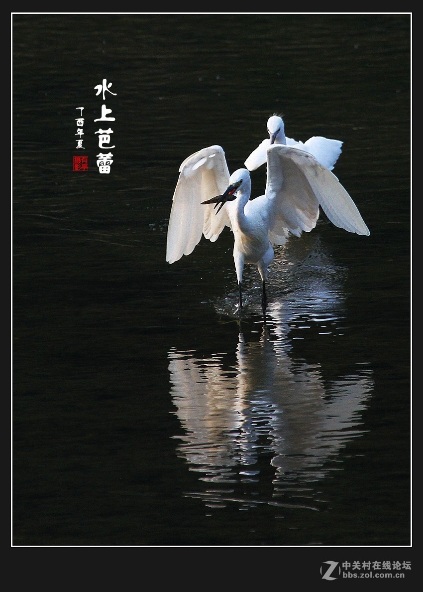 呈一组“水上芭蕾”-贺好友“晚之秋”荣任A7RIII版主！