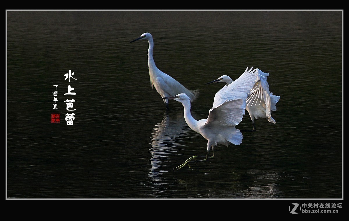 呈一组“水上芭蕾”-贺好友“晚之秋”荣任A7RIII版主！