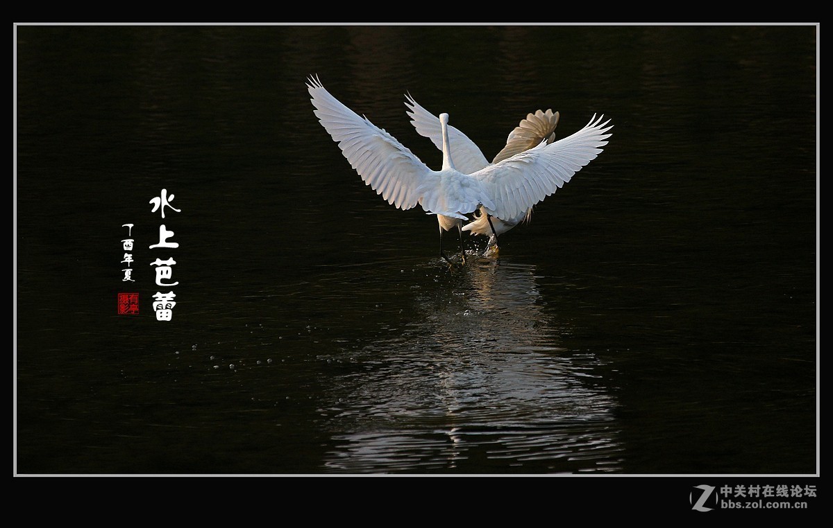 呈一组“水上芭蕾”-贺好友“晚之秋”荣任A7RIII版主！